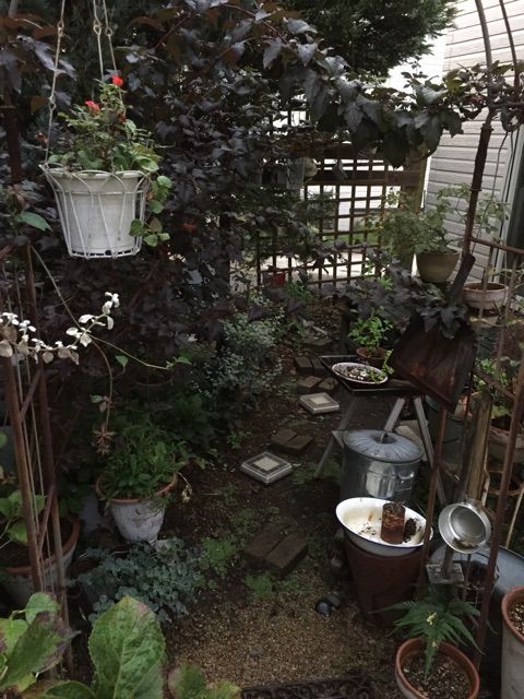 アメリカテマリシモツケ ディアボロを地植えに ハルゾ カフェ ときどき開店