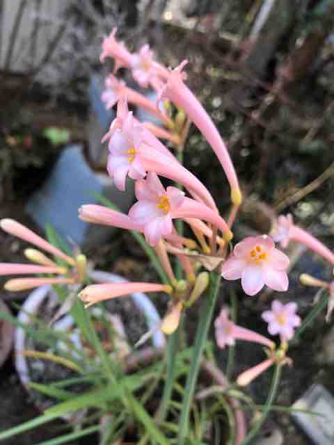 ピンクの水仙みたいな花 ハルゾ カフェ ときどき開店 ピンクの水仙みたいな花 ハルゾ カフェ ときどき開店