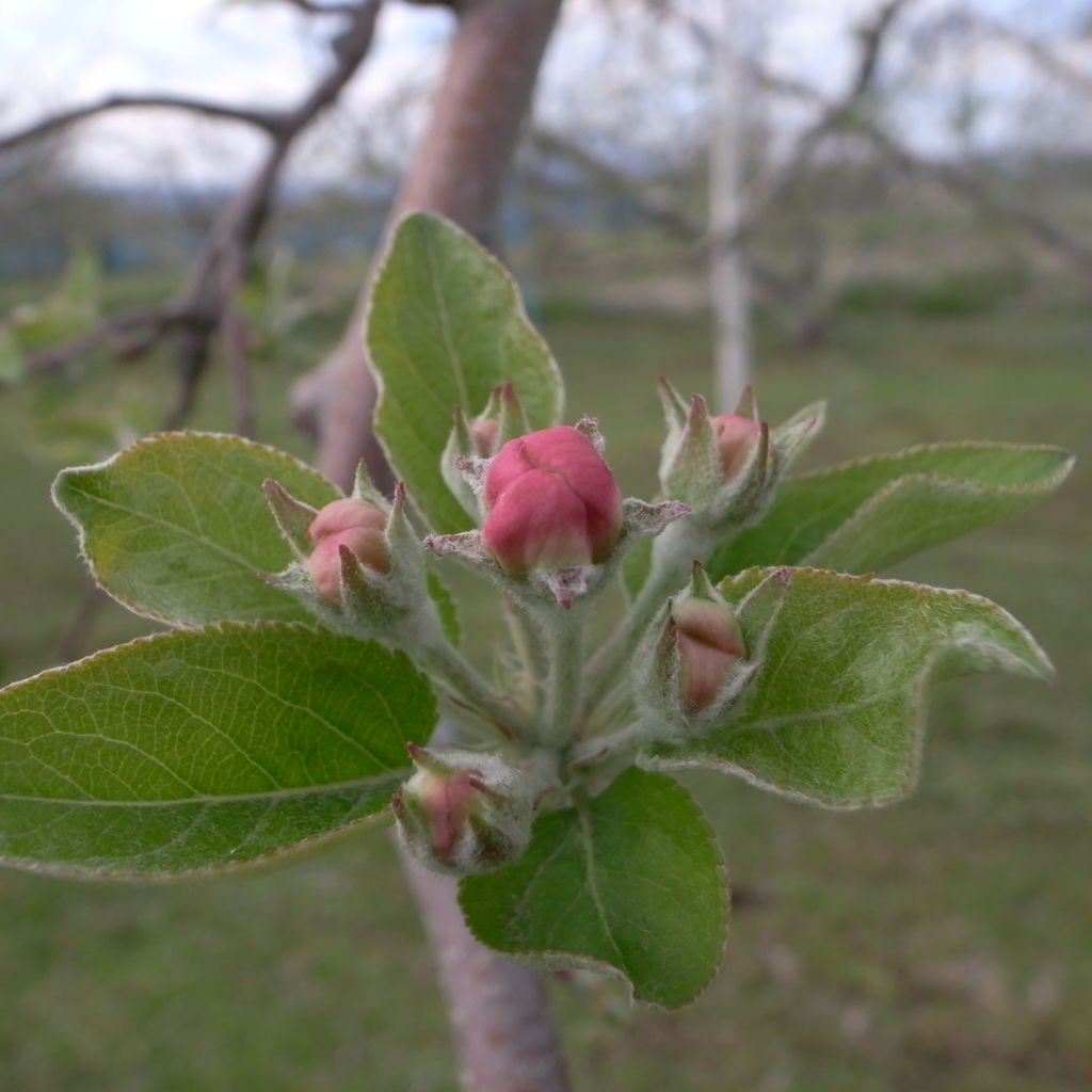 プルーンの花が満開 Farm 2 Farm