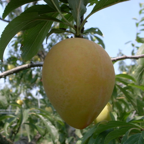R0019070