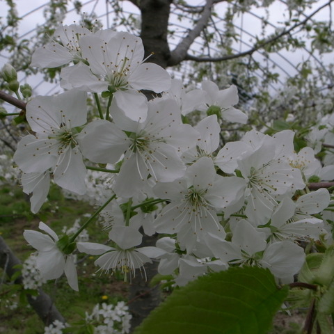 R0018332