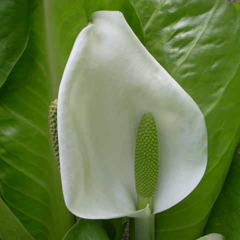 R0016372
