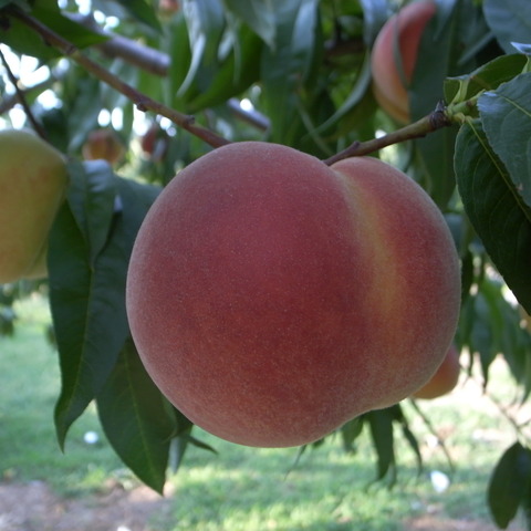 R0019184