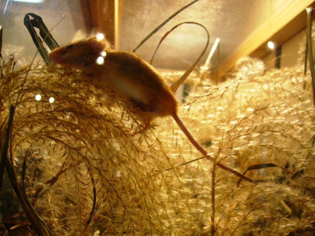 カヤネズミがいる動物園を訪ねて カヤネズミ メモ ブログ版