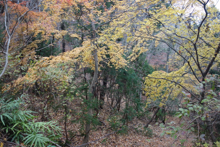 DSC05977