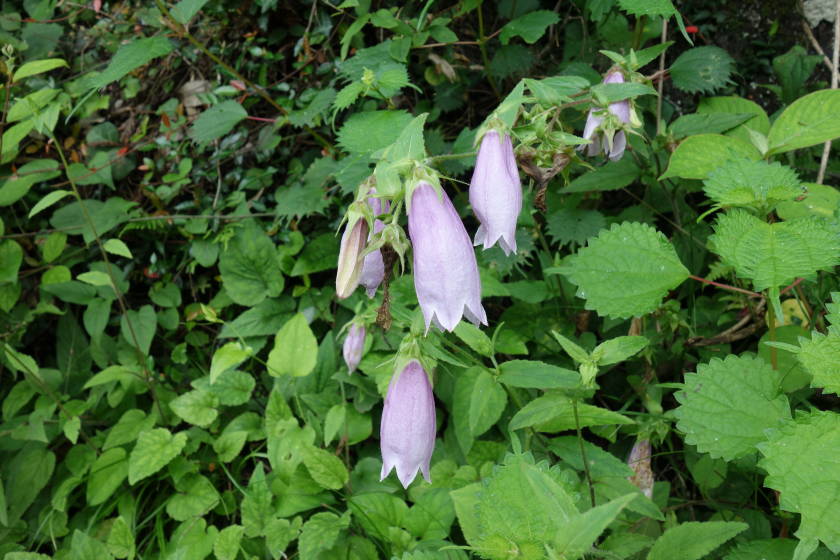 DSC05135