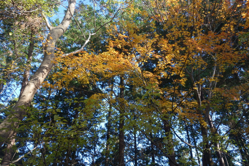 DSC06019