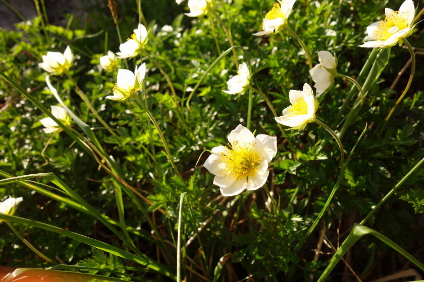 DSC05234