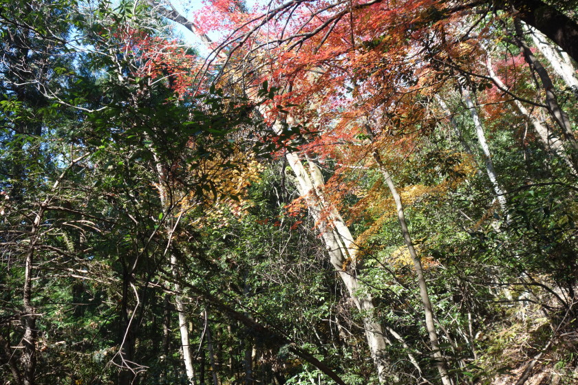 DSC06031