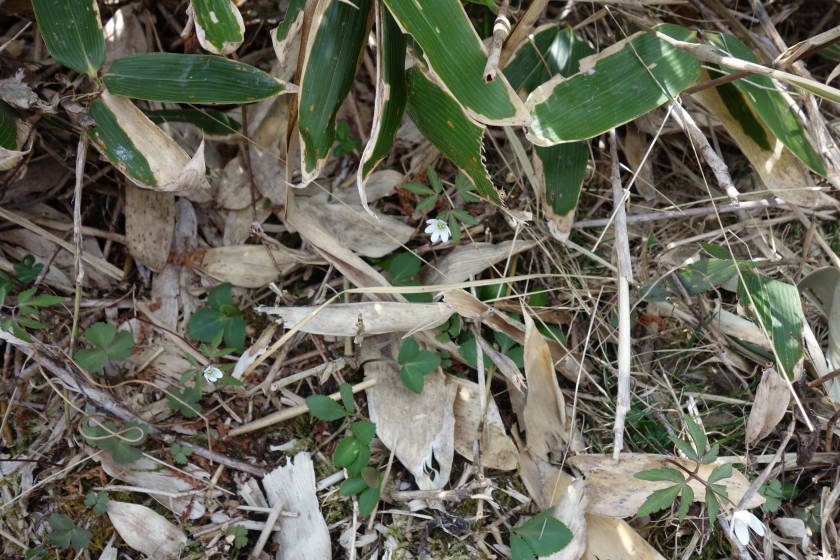 DSC05010