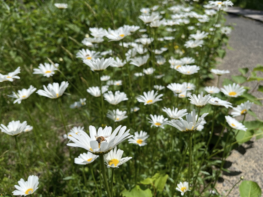 IMG_2018