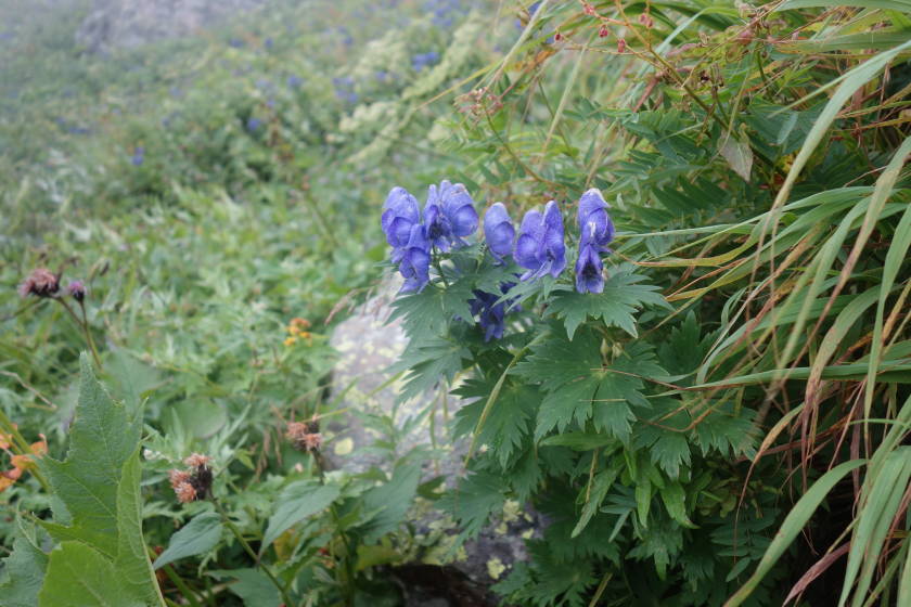 DSC05470