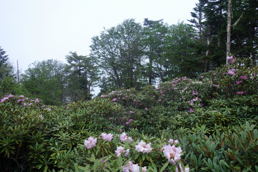 DSC06523