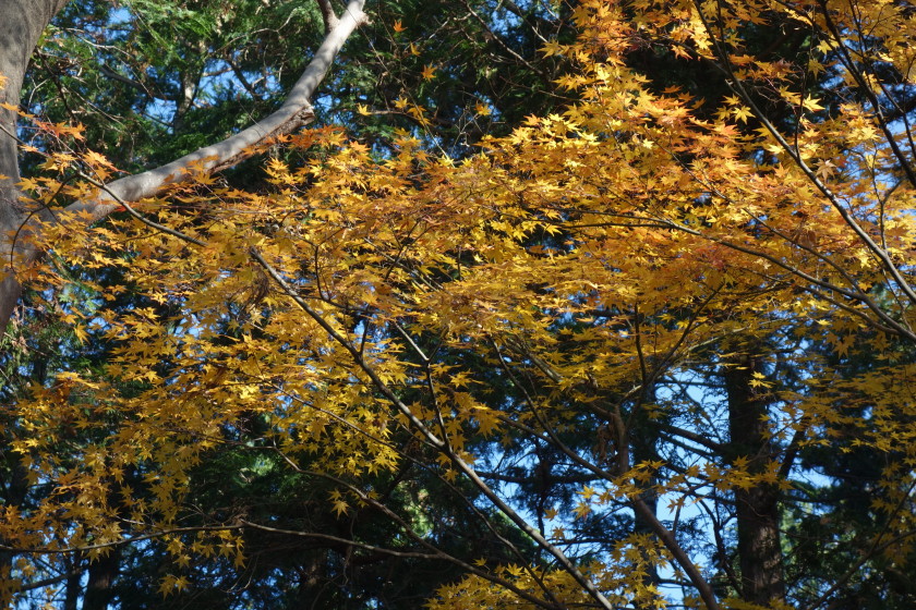 DSC06018