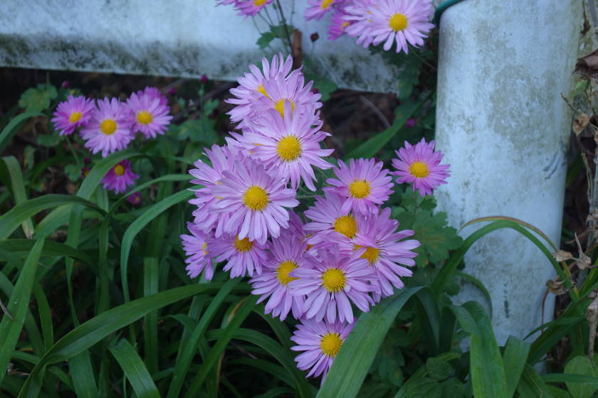 DSC04394