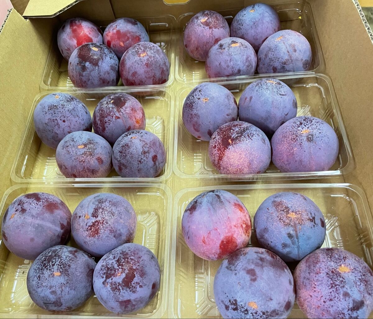 「貴陽」 : はせがわくだもの店のブログ