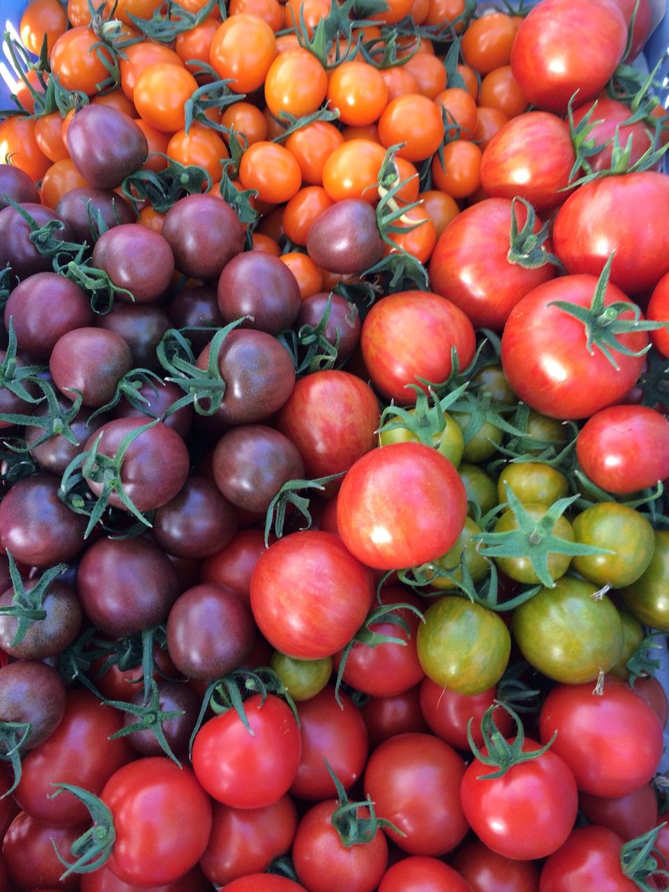 ミニトマトたち 長谷川トマト 頑張ってます