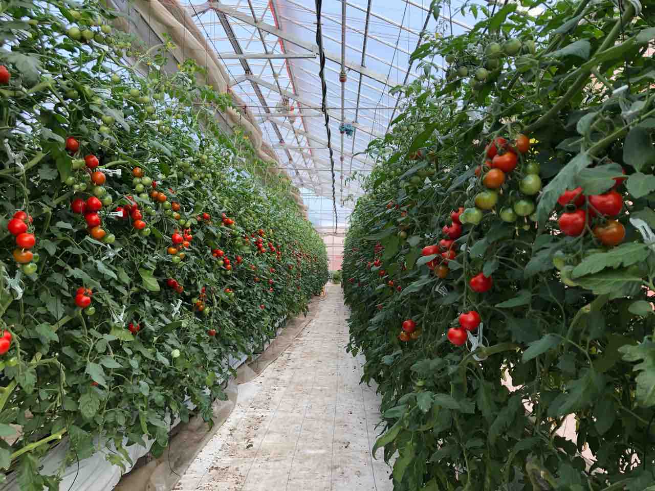 今のfハウスのフルティカです 長谷川トマト 頑張ってます 今のfハウスのフルティカです 長谷川トマト 頑張ってます