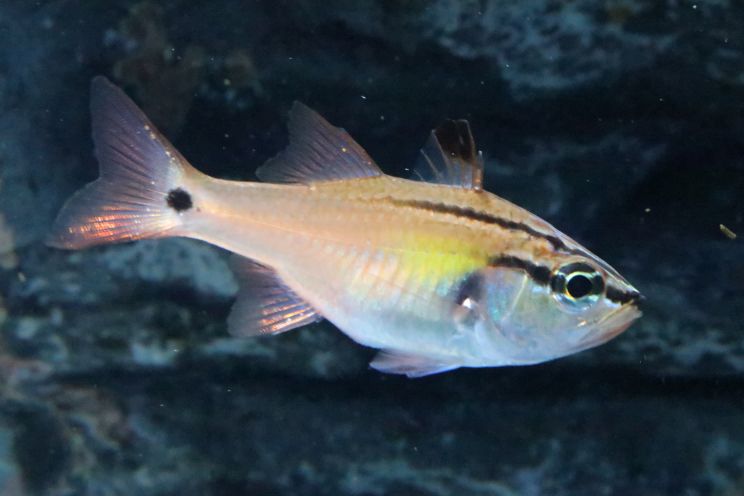 ネンブツダイとクロホシイシモチの違いと見分け方 日常のかたち