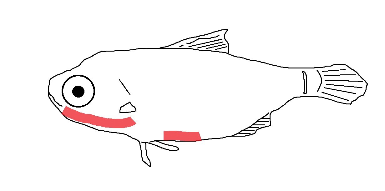 ヒカリキンメダイとキンメモドキ 日常のかたち ヒカリキンメダイとキンメモドキ 日常のかたち