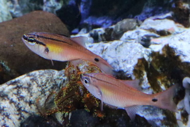 ネンブツダイとクロホシイシモチの違いと見分け方 : 日常のかたち