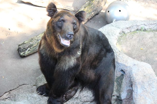 クマの違いと見分け方 日常のかたち