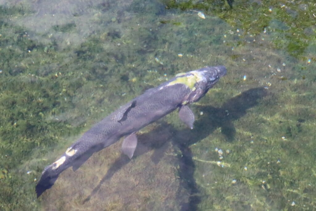 日常のかたちぶらり中旅行 茨城編【山方淡水魚館】コメント