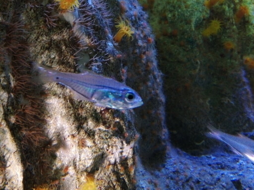 ヒカリキンメダイとキンメモドキ 日常のかたち ヒカリキンメダイとキンメモドキ 日常のかたち