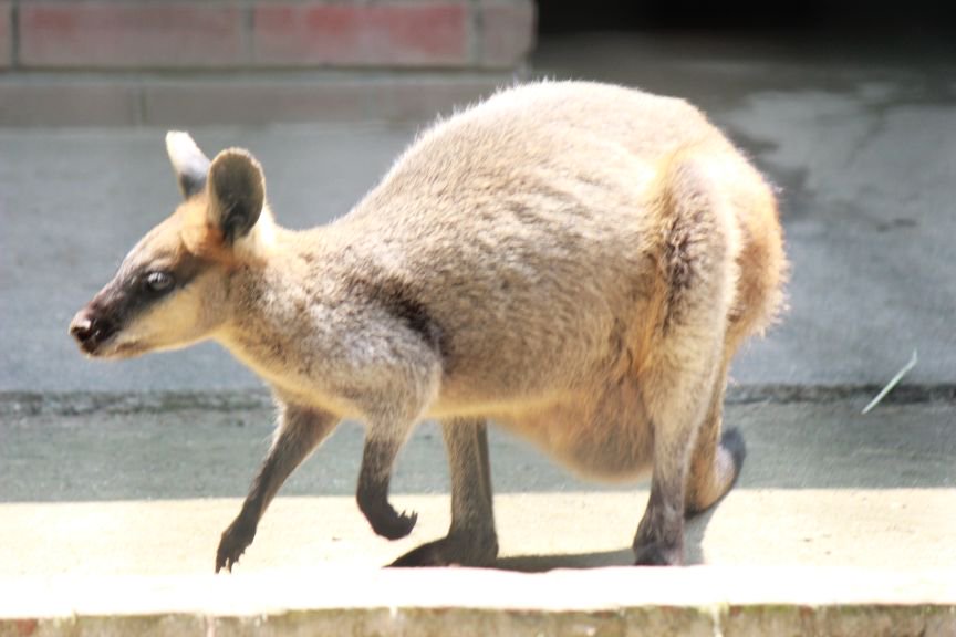 ワラビーとカンガルーの違いと見分け方 日常のかたち ワラビーとカンガルーの違いと見分け方 日常のかたち