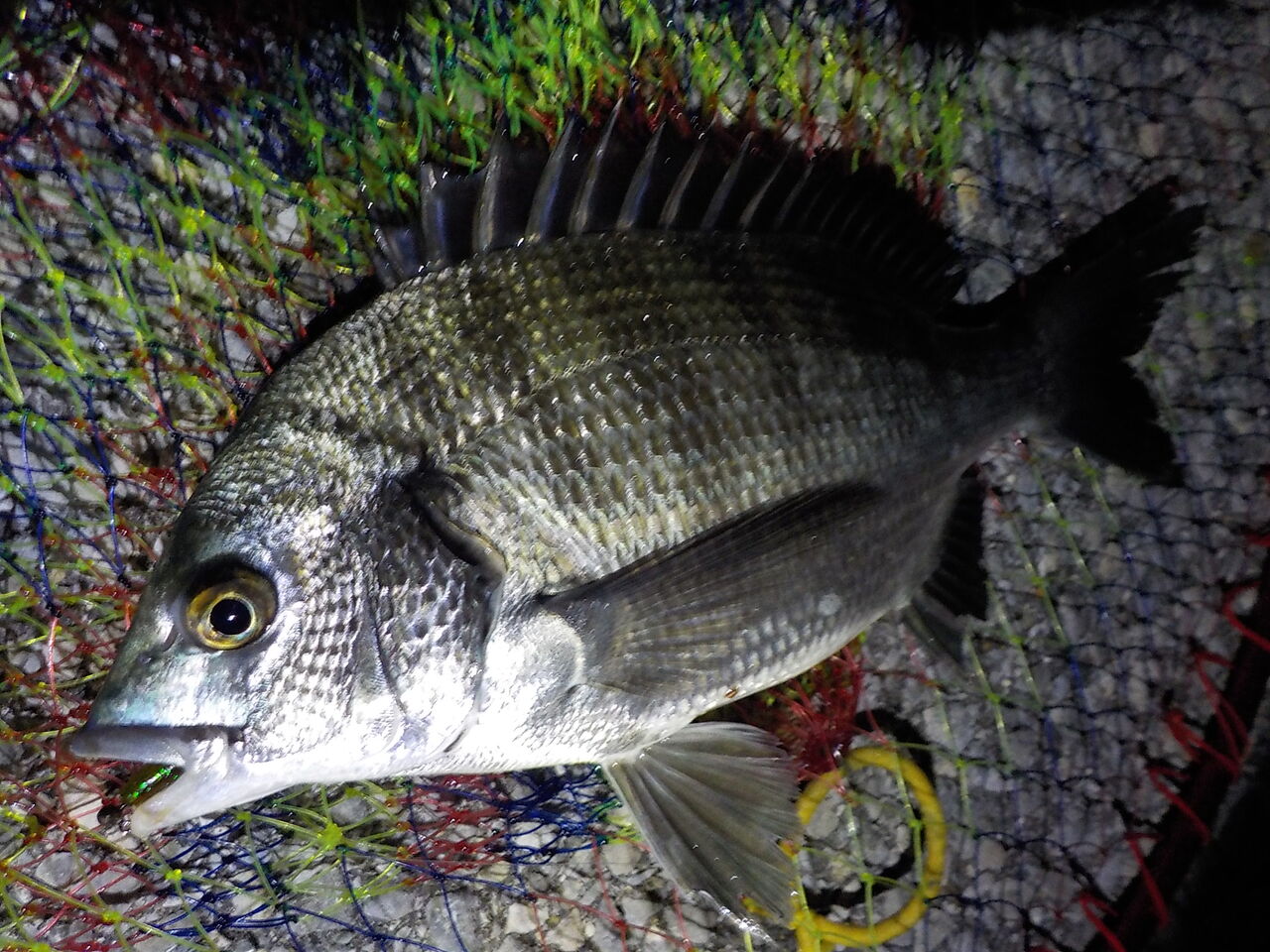 ドラグびぃいいいい はしびぃ釣り日記