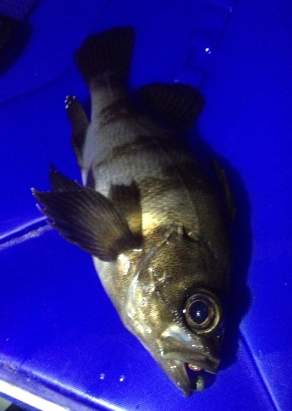 楽しいアジング 内房アジング はしびぃ釣り日記