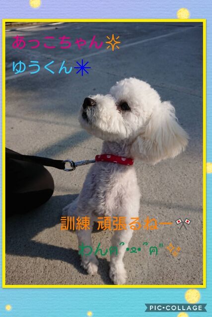 Collage 2019-11-12 15_36_16