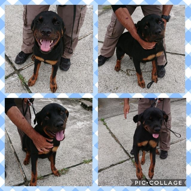 Collage 2019-08-08 10_09_35