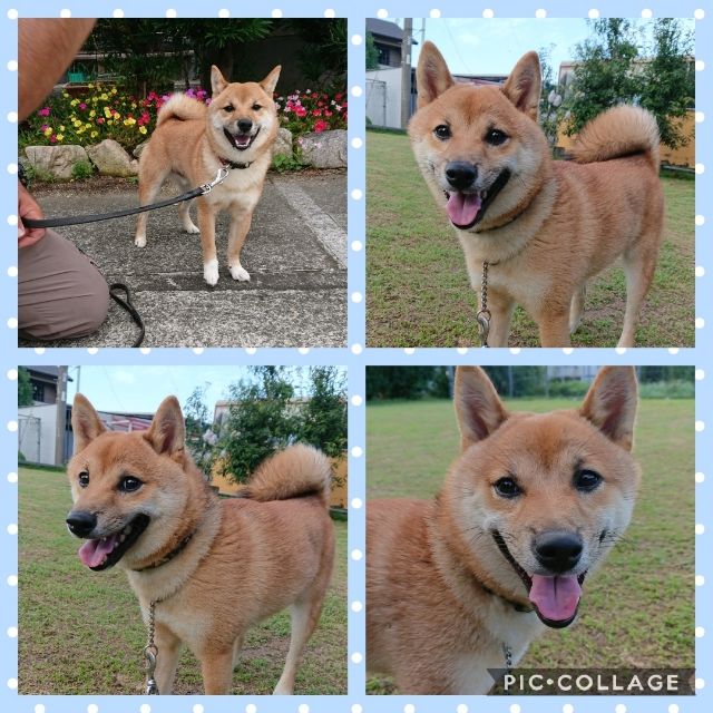 Collage 2019-08-24 00_05_33