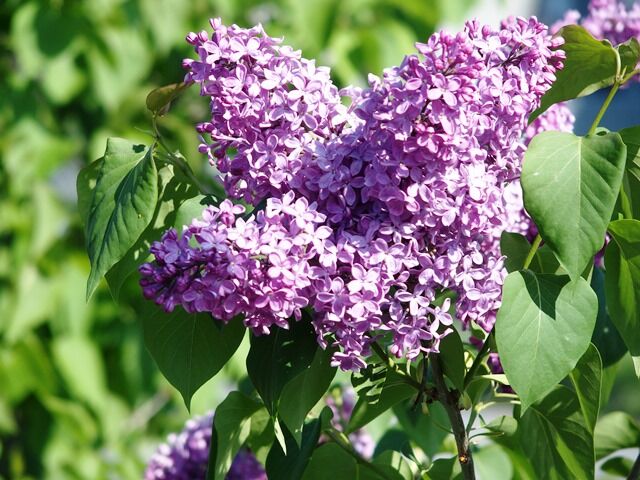 街路樹ナナカマドの花 フォト好き あるがままに