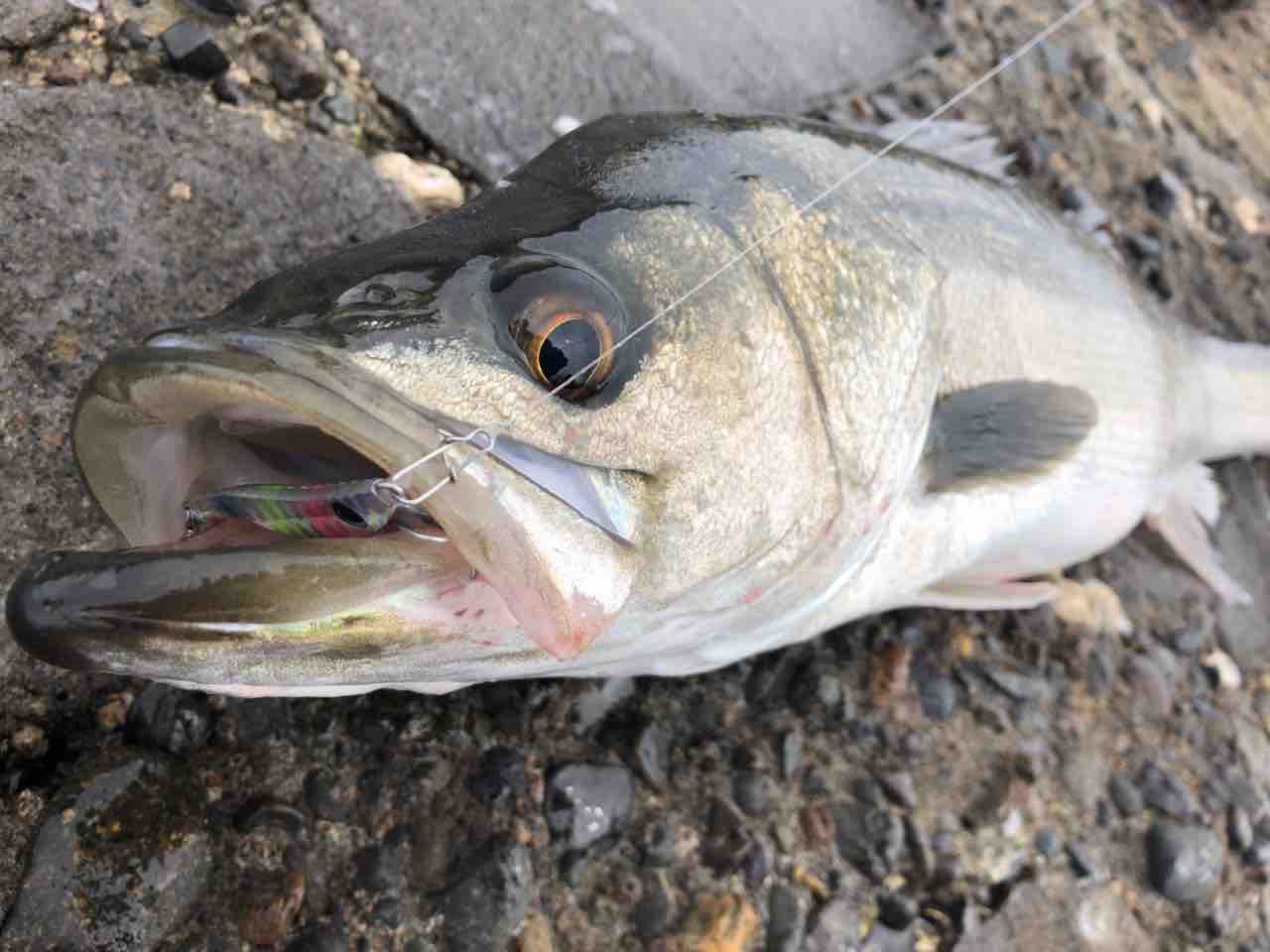 随時更新 メタルマル釣果まとめ はしもと湘南釣りノート 随時更新 メタルマル釣果まとめ はしもと湘南釣りノート