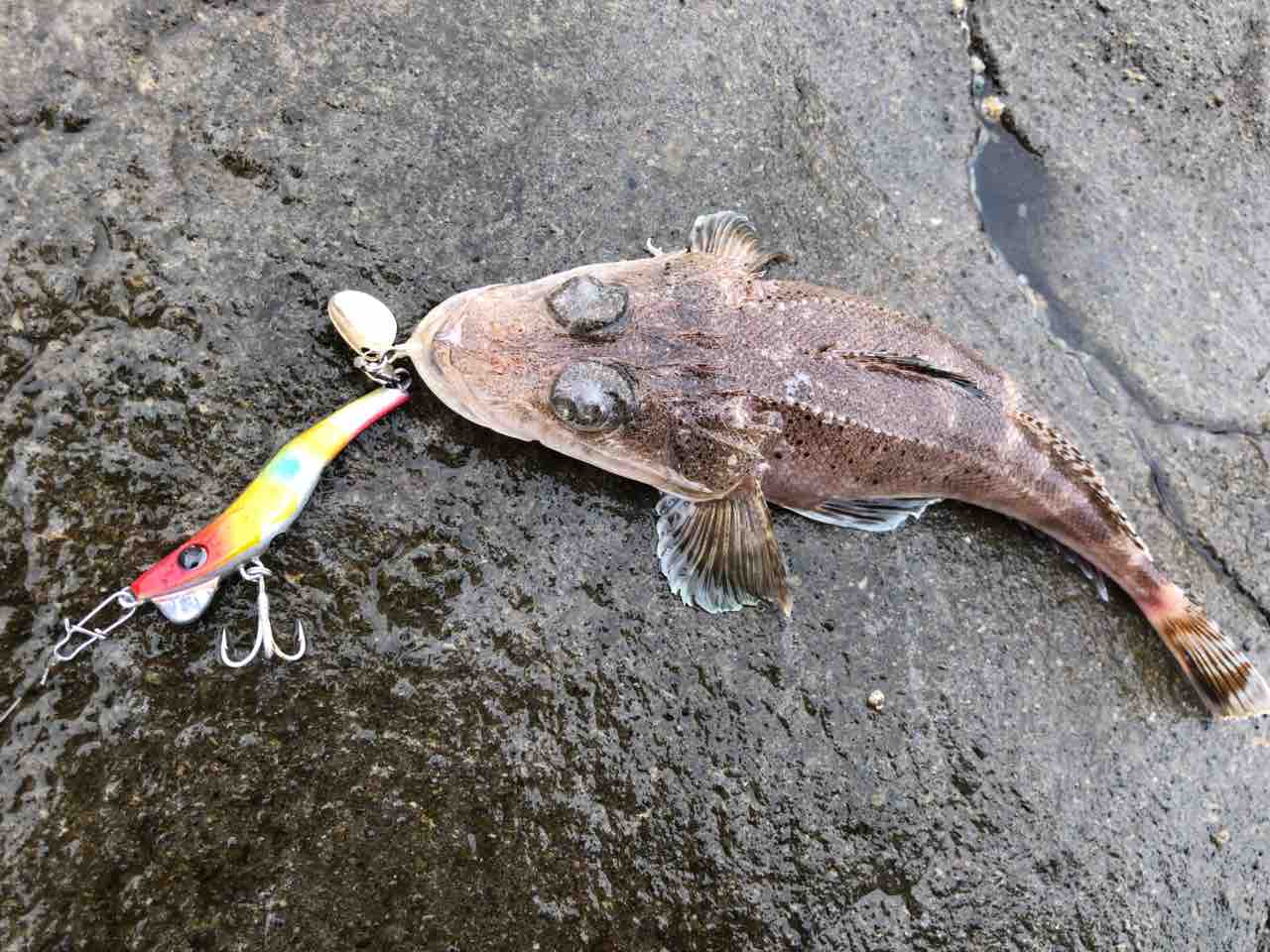 随時更新 メタルマル釣果まとめ はしもと湘南釣りノート 随時更新 メタルマル釣果まとめ はしもと湘南釣りノート