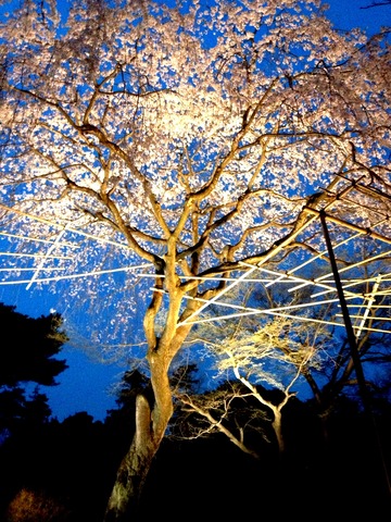 写真11:清水公園−夜桜1