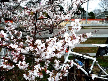写真09_清水公園1