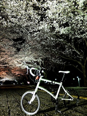 写真14:柏の葉公園−夜桜2