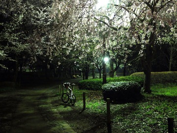 写真13:柏の葉公園−夜桜1