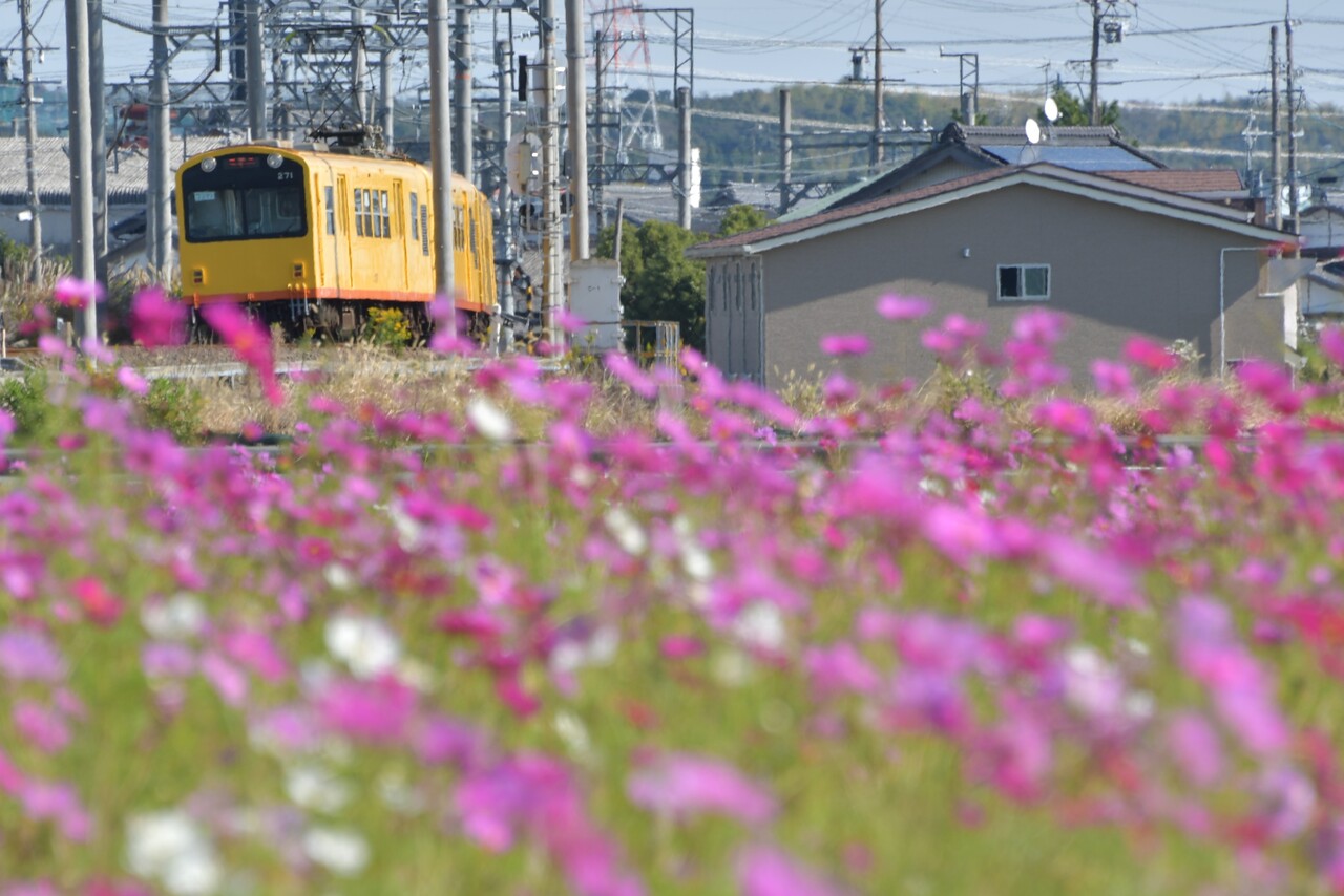 のぞみ係長の鉄道手帳三岐鉄道の撮影から No.246 【 東員コスモス畑 】コメント