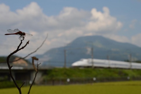 DSC_0147_1010925