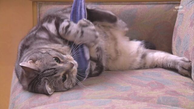 木曜ミステリー 警視庁 捜査一課長4 第1話 2時間スペシャル ドラマキャスト 木曜ミステリー 警視庁 捜査一課長4 第1話 2時間スペシャル ドラマキャスト