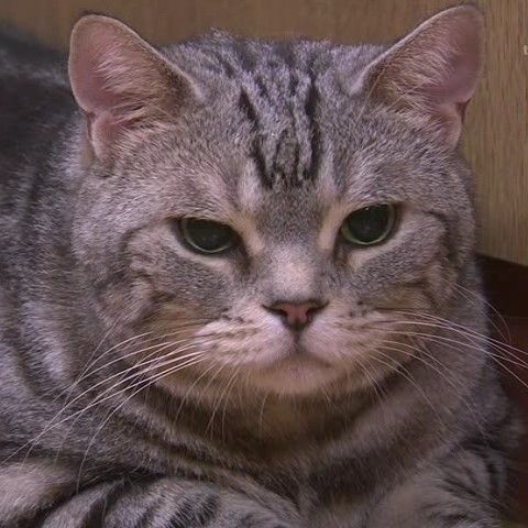 警視庁 捜査一課長 スペシャル6 19年 おもてなし バスガイドが殺害された 容疑者は 都内を走る観光バスの乗客乗務員 合わせて444人 オールキャスト2時間ドラマ 警視庁 捜査一課長 スペシャル6 19年 おもてなし バスガイドが殺害された 容疑者は 都内を走る観光バスの乗客乗務員 合わせて444人 オールキャスト2時間ドラマ