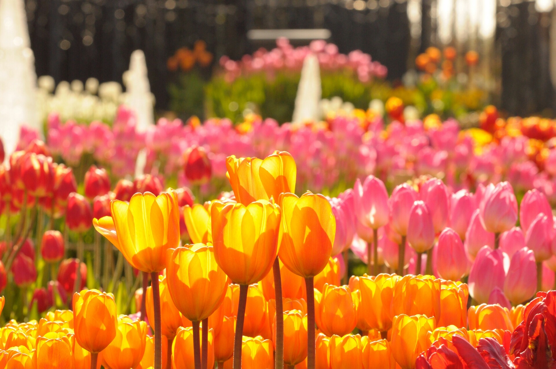 江ノ島ウィンターチューリップ2013フォトコンテスト どうらくカメラ