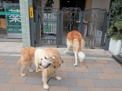 蒲田西口診診連携めぐり いんちょブログ