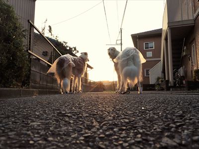 診療は暇でも這う這うの体 いんちょブログ 診療は暇でも這う這うの体 いんちょブログ
