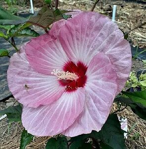 中型ハイビスカス ピンク花 ハイビスカス 中輪咲 ピンクドレス ピンク系 5号鉢 朝風園 新