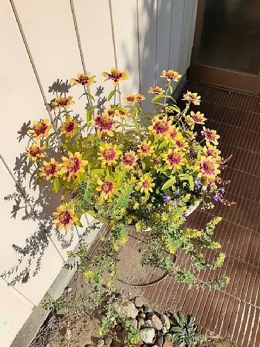 咲き始めた椿とそろそろ終わりなジニアの寄せ植えと完全に終わった